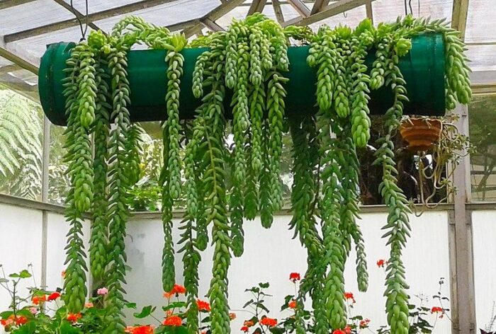 A green plant hanging from a ceiling in a greenhouse available for purchase.