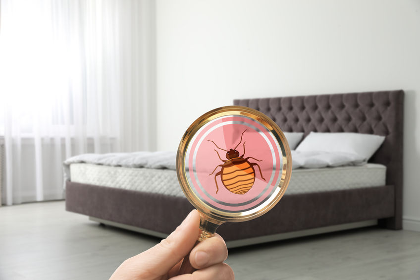 A bed bug seen through a magnifying glass, highlighting the need for pest control services.