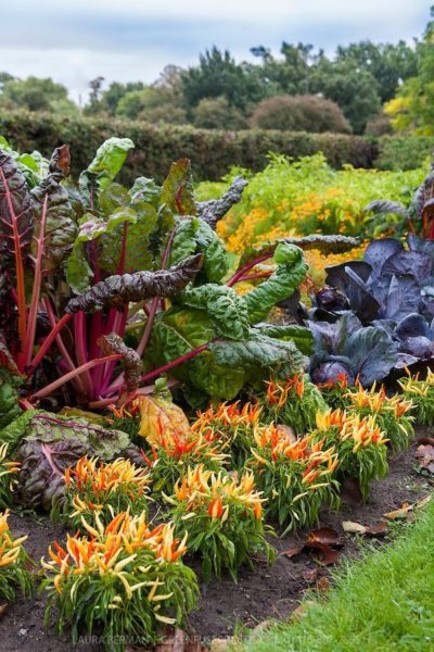 A garden bed with colorful vegetables that feels like art.