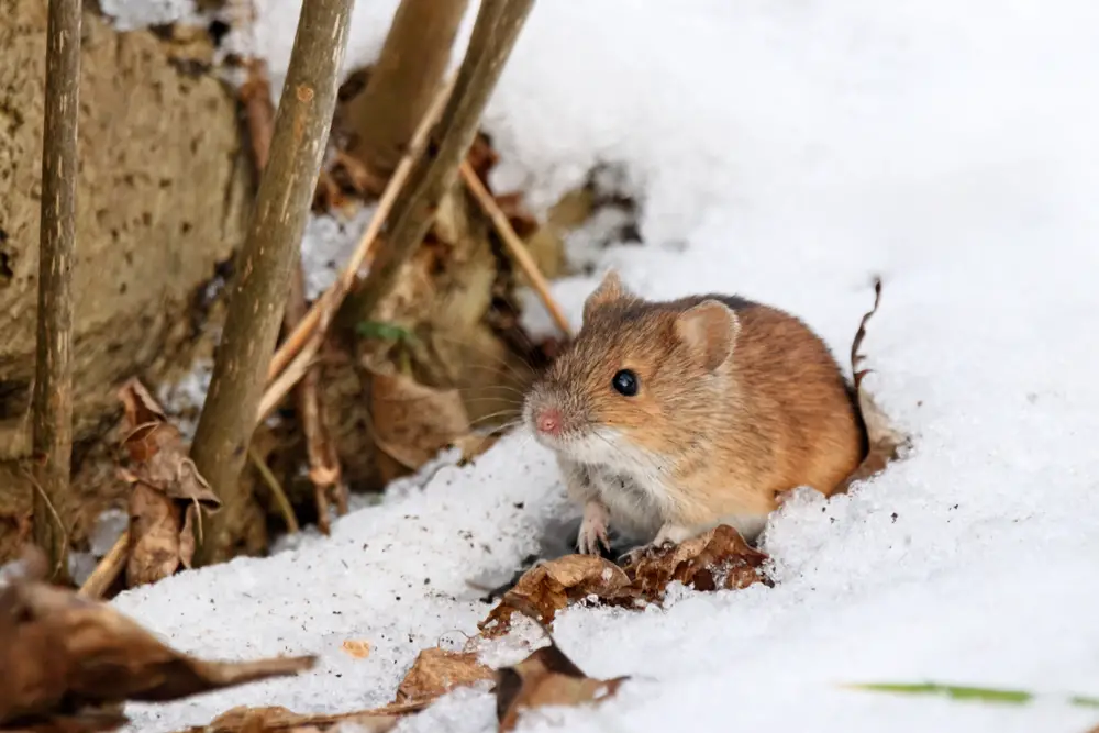 Top Tips To Help Ensure You Are Ready For Winter Pests