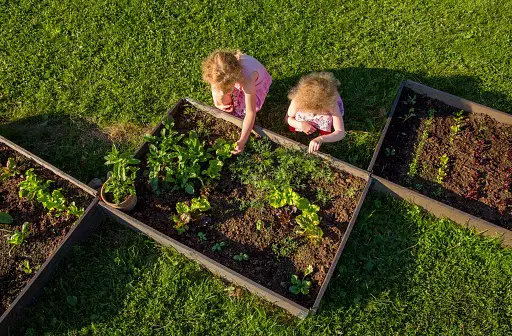 Two children cultivating vegetables in raised garden beds.