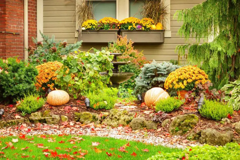 The front yard of a house is decorated with pumpkins and flowers.