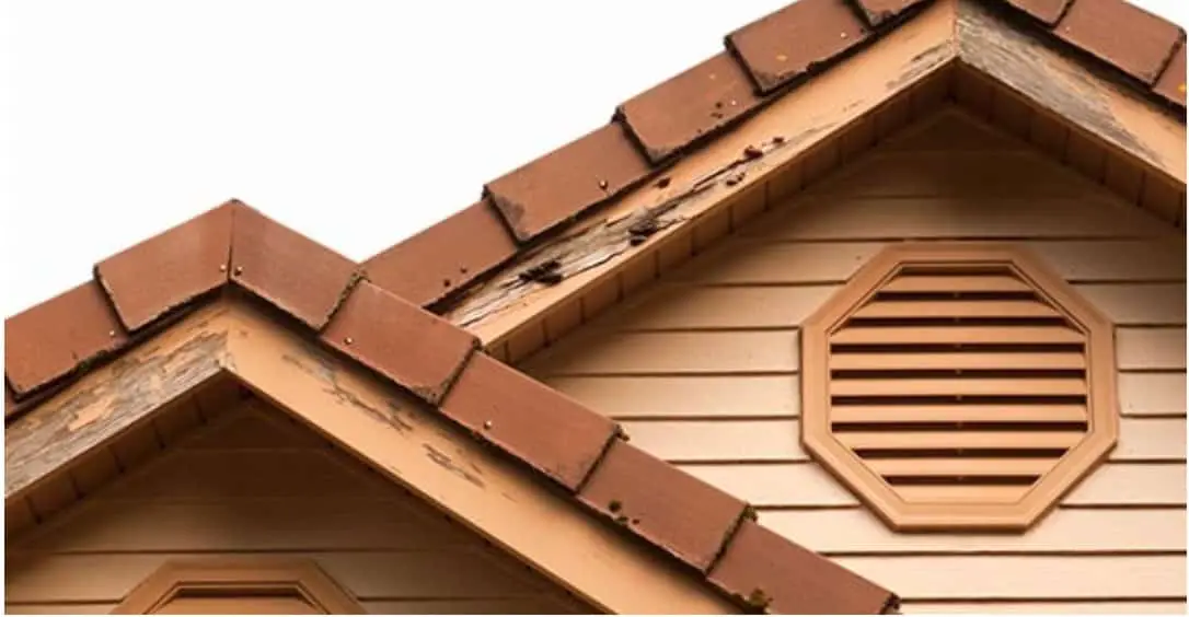 Everything You Need To Know About The Cost Of Termite Damage 