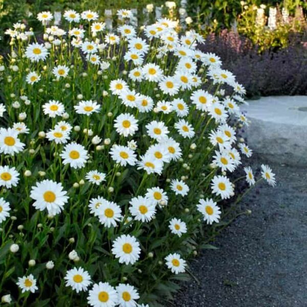 White daisies growing in a garden with feng shui.