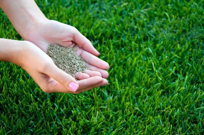 A low-maintenance landscaping picture featuring a woman's hand holding a tuft of grass.