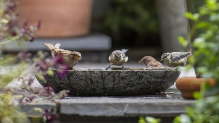 Birds enjoying a serene garden birdbath, promoting feng shui.