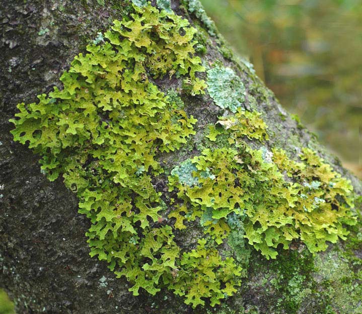 Lichen on tree bark in the forest.