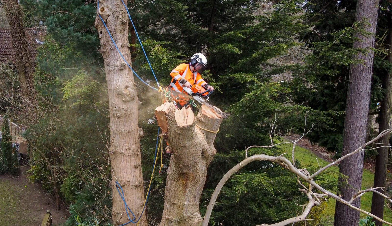 Petersfield Tree Surgeons cutting down a tree.