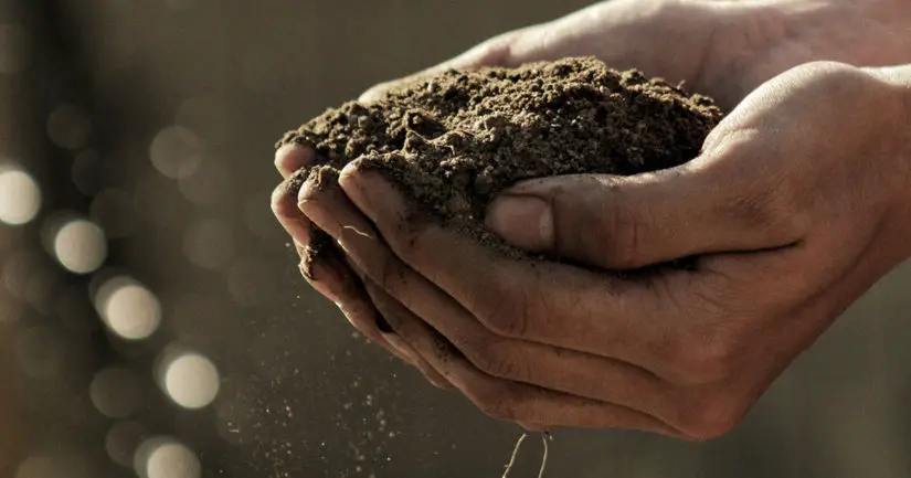 A man is holding a pile of dirt in his hands.