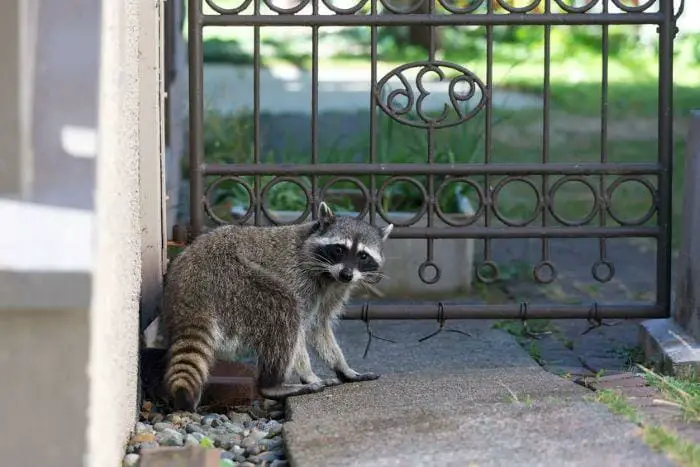 Best Ways To Repel Raccoons From Your Home