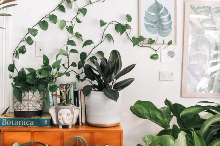 A DIY home project involving plants and books in a living room.