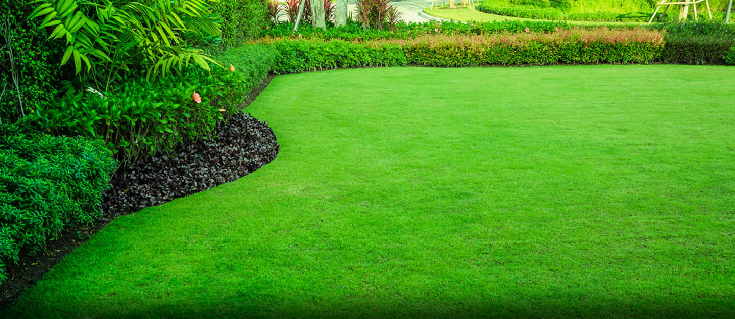 A green lawn with trees and shrubs in need of lawn care.