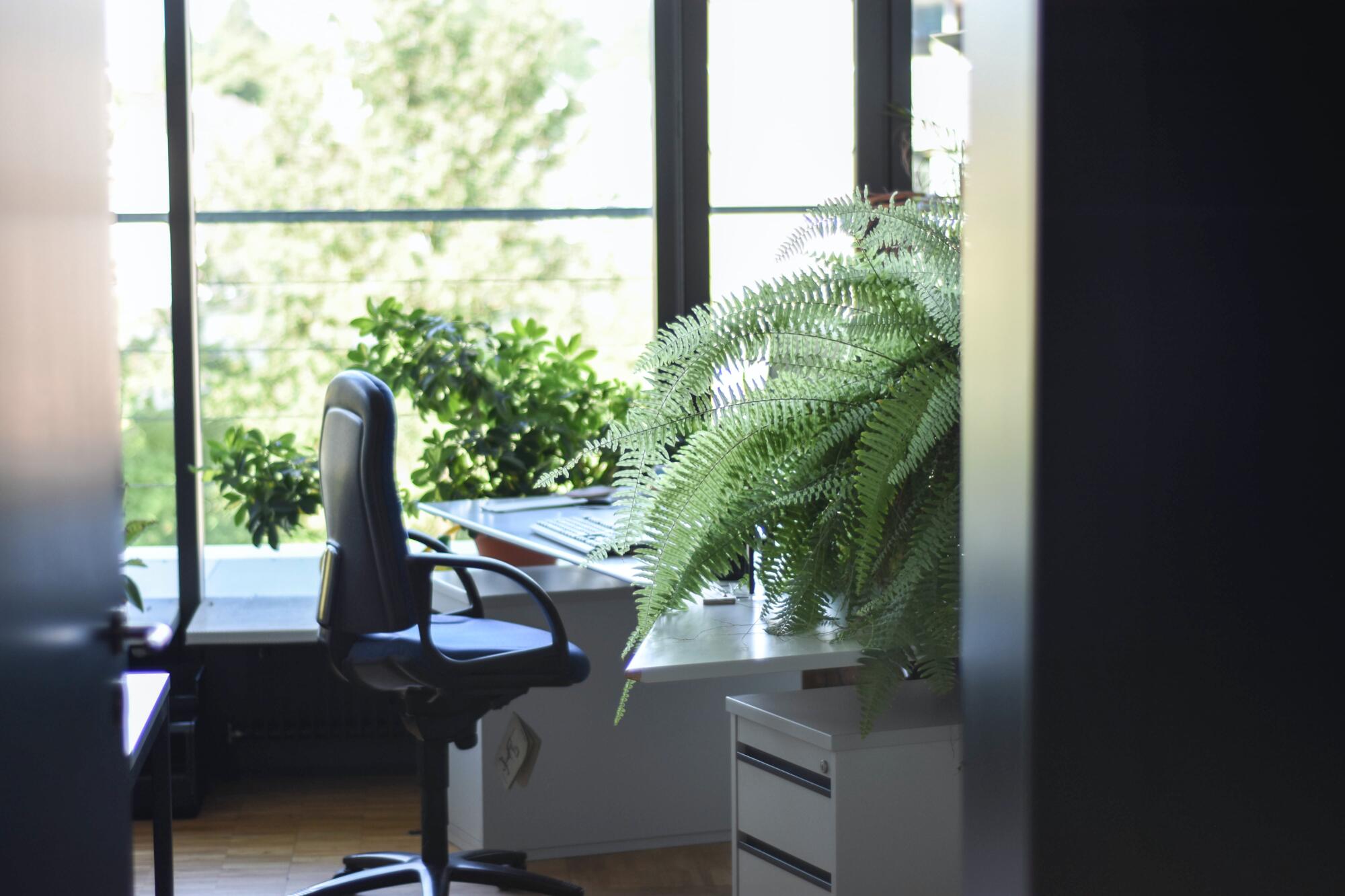 An office with a sustainable desk and a thriving plant.
