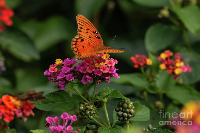 A butterfly perched on a flower in a garden.