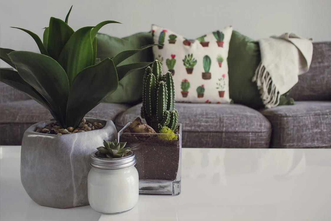 Design a living room with a cactus on top of a coffee table.