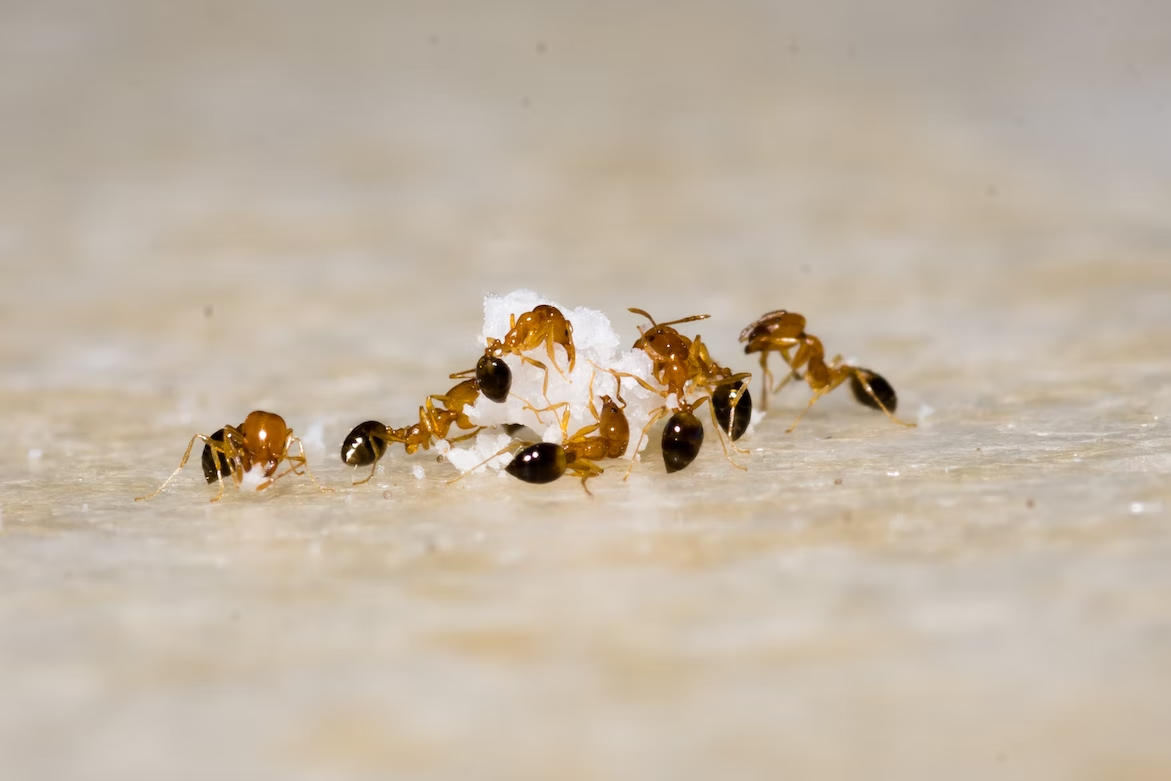 A group of ants on a white surface is a potential pest control issue.