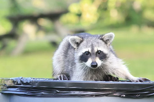 Most Effective Techniques To Repel Raccoons From Your Home