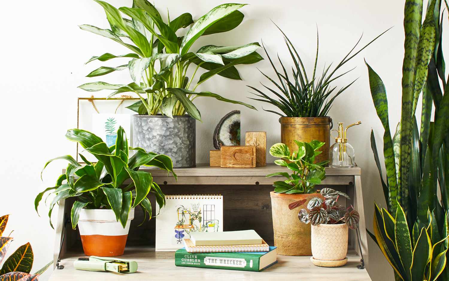 House Plants on a wooden shelf.