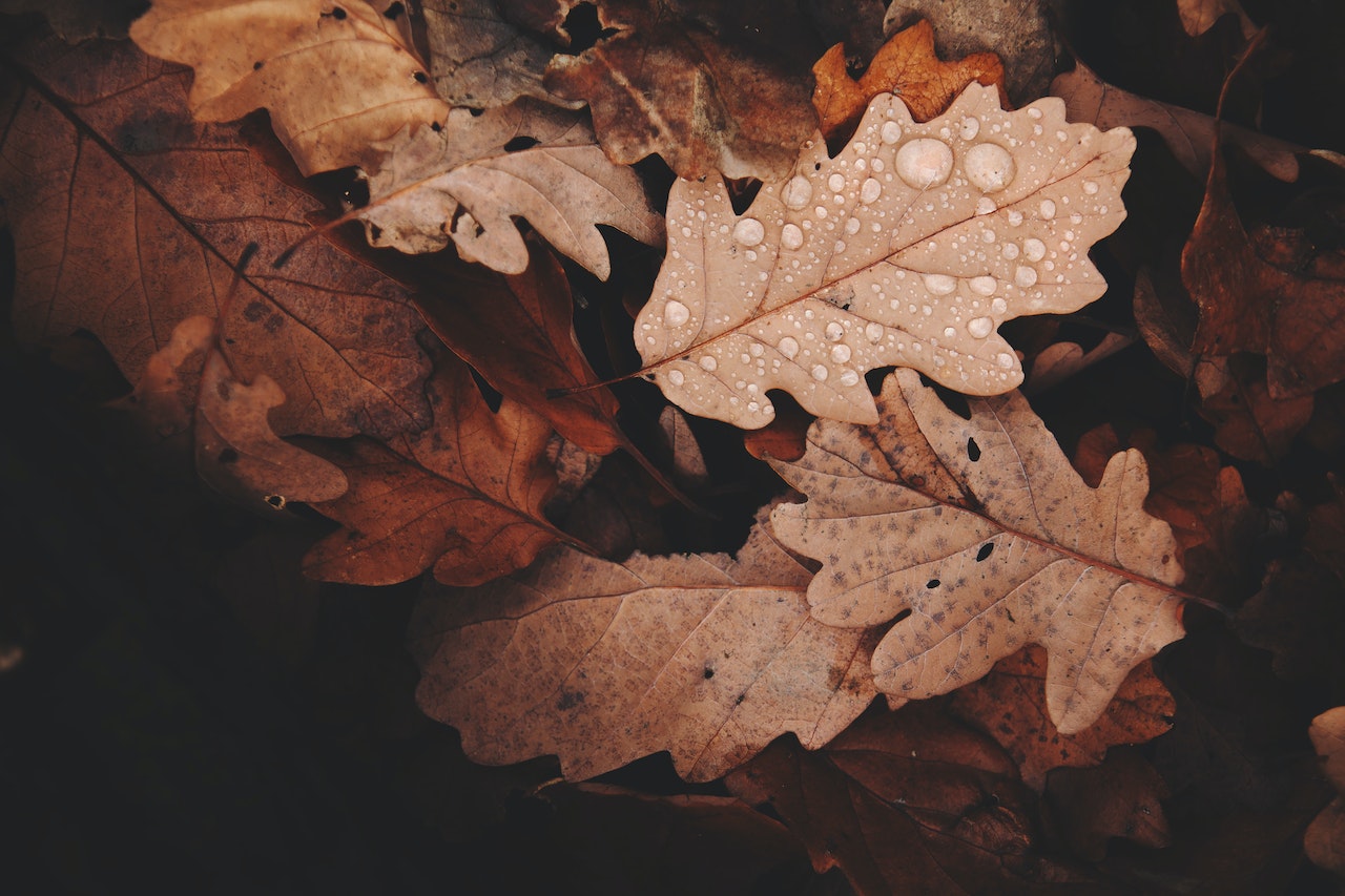 Autumn leaves with water droplets on them in preparation for winter.