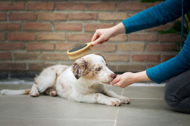 A woman is brushing a dog to remove hair.
