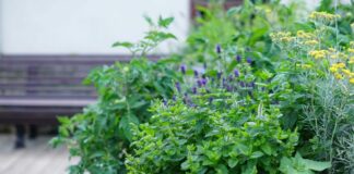 Tips for Growing Herbs