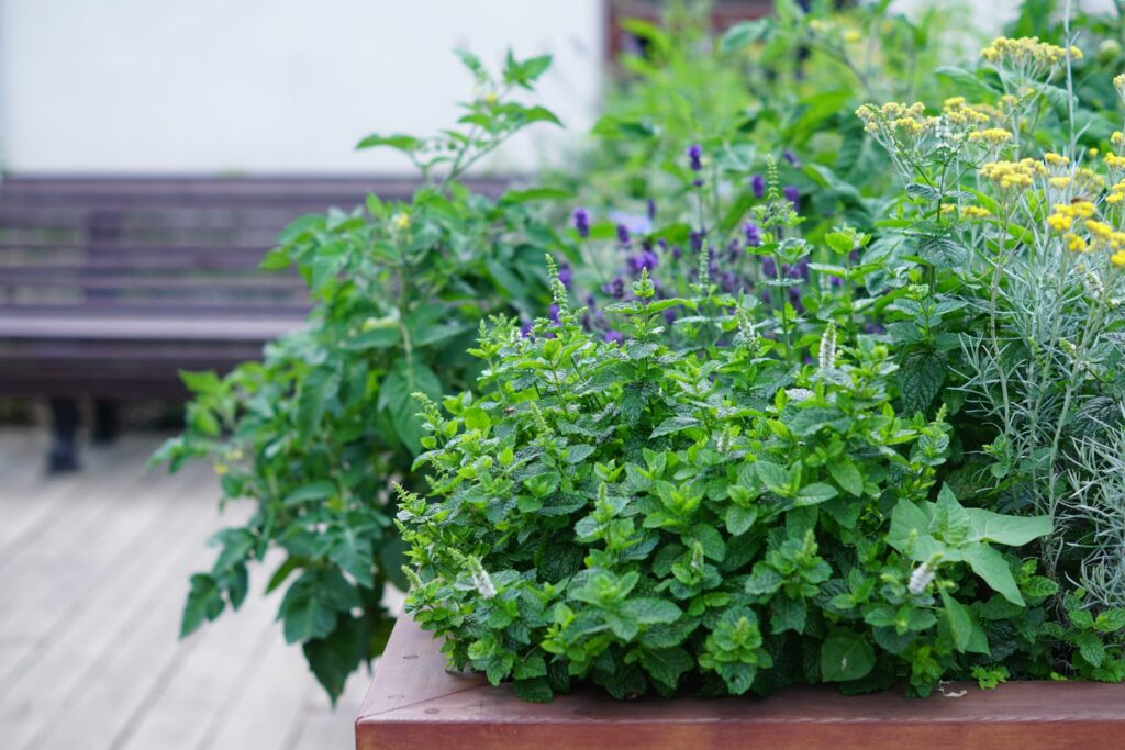 Tips for Growing an herb garden on a wooden deck.