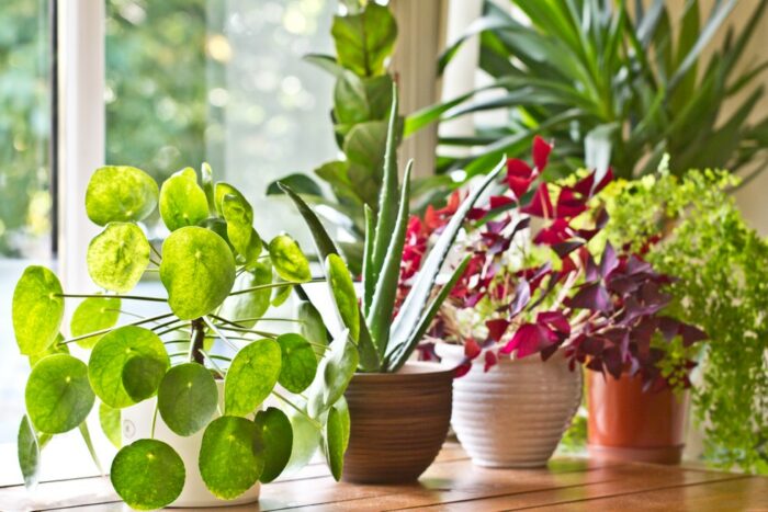 The Art of Arranging Indoor Plants for a Happier Home.