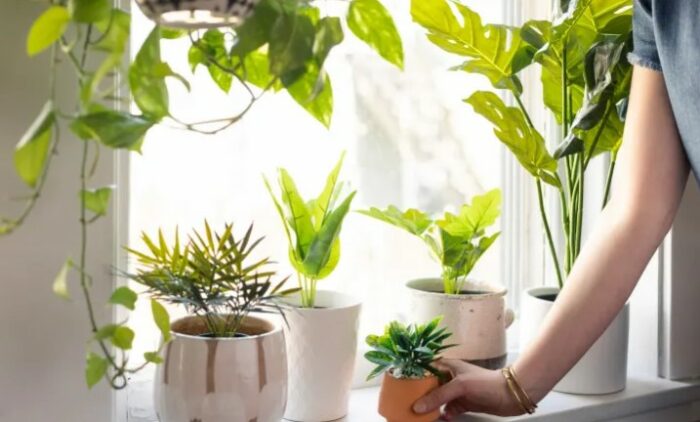A woman demonstrating the art of arranging indoor plants for a healthier home on a window sill.