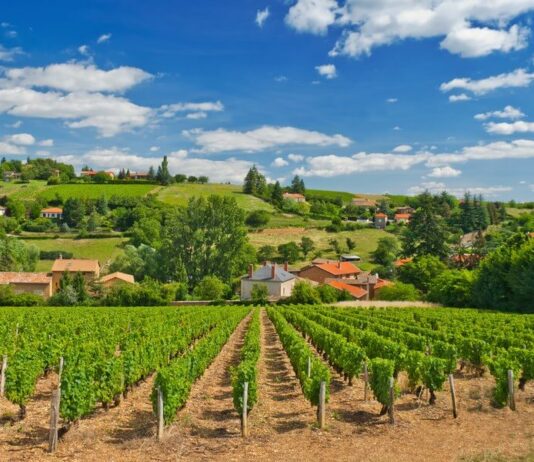 Vineyard Estate in France