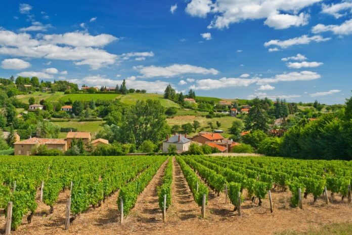 Vineyard Estate in France