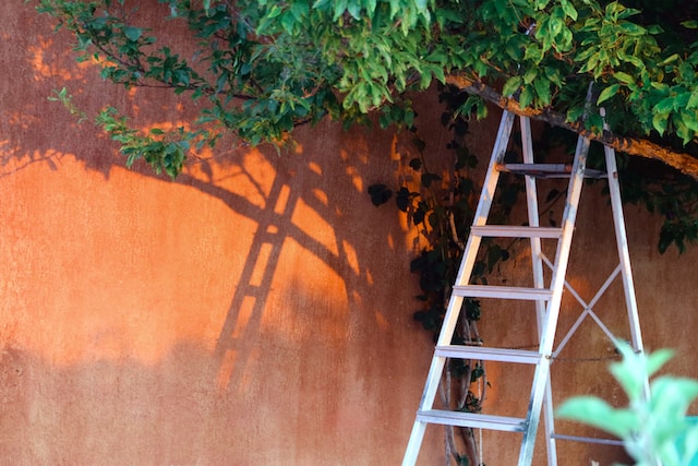 A step ladder next to an orange tree in the garden.
