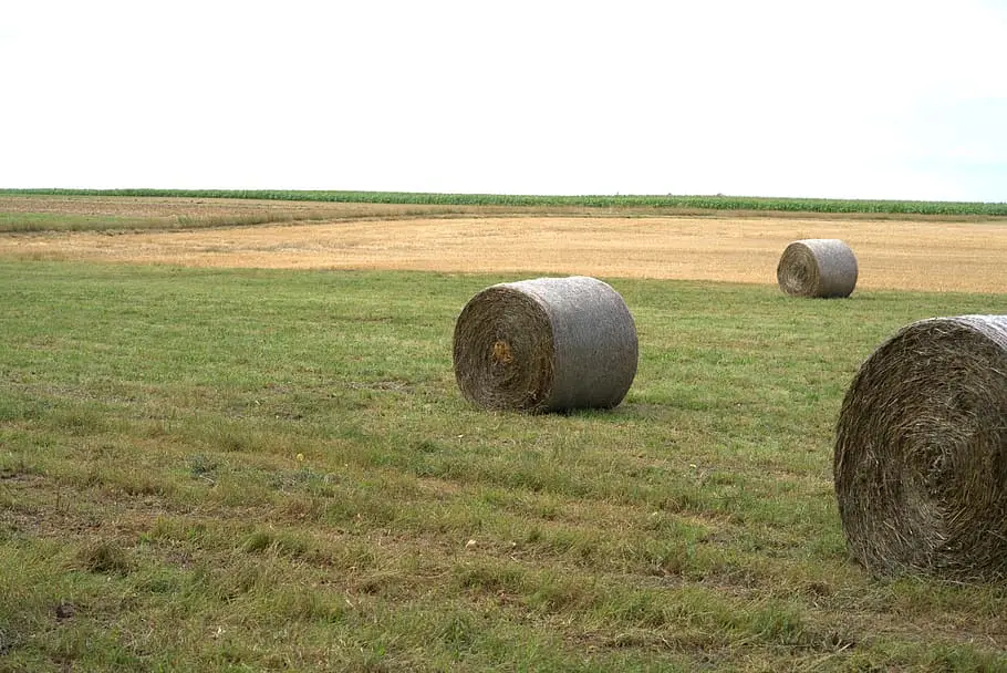 Freshly harvested hay bales in a field.