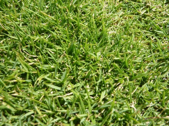 St. Augustine Plugs Vs. Sod: Which One Is Better?