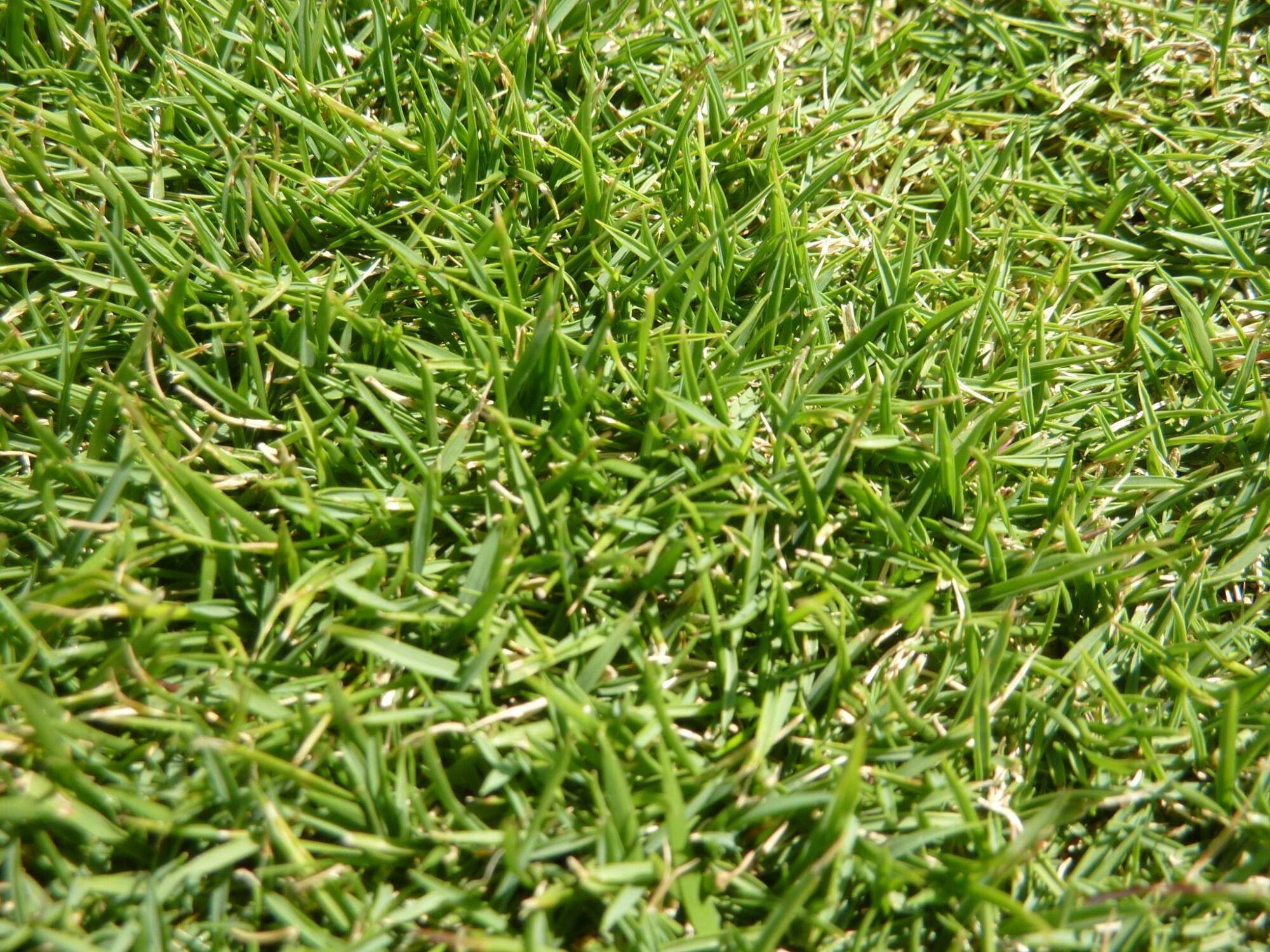 A close up of a green St. Augustine grass field.