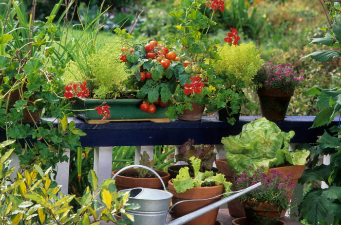 A balcony garden with potted plants and a watering can.