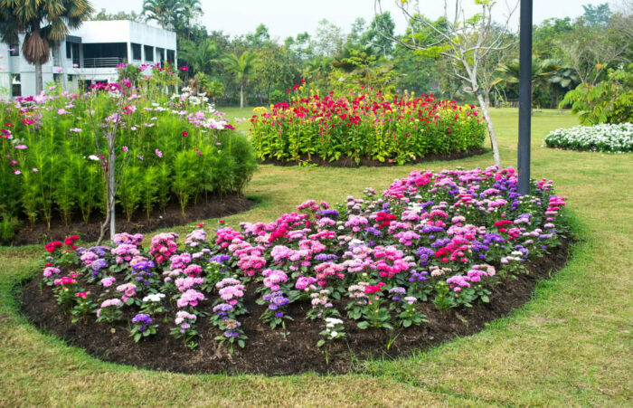 Aesthetic flower bed in a park with colorful flowers.