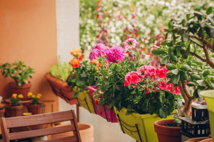 A balcony with potted plants, providing gardening ideas for a small space.