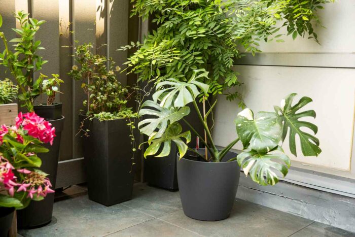 Gardening ideas for a balcony with a group of potted plants.