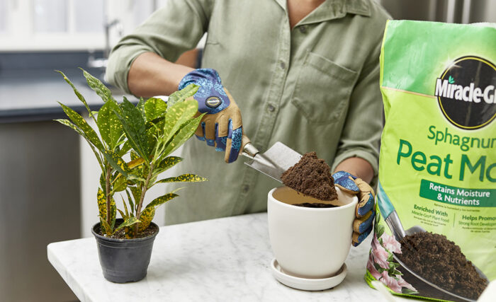 A woman is potting a plant.