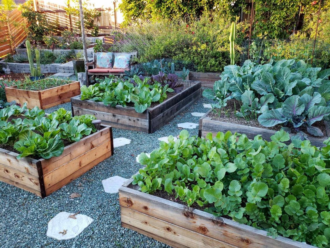A garden with above ground raised beds filled with vegetables.