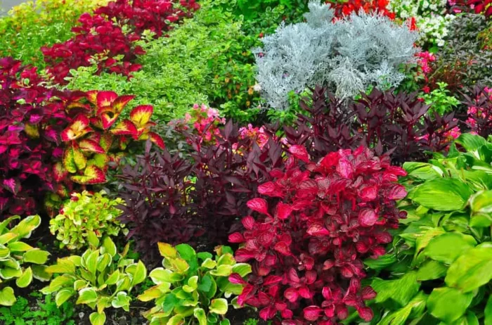 Aesthetic garden with colorful plants.