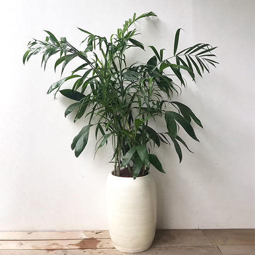 A white potted plant on a wooden floor.