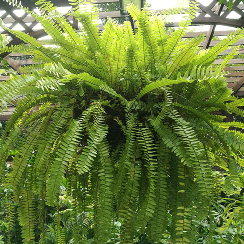 A large fern hanging from the ceiling in a greenhouse showcasing one of the top indoor air-purifying houseplants.