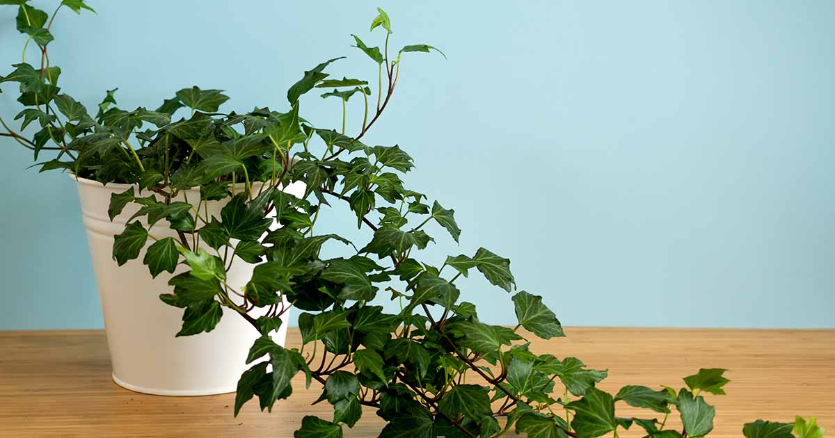 Ivy in a white pot on a wooden table is one of the top 10 indoor air-purifying houseplants.
