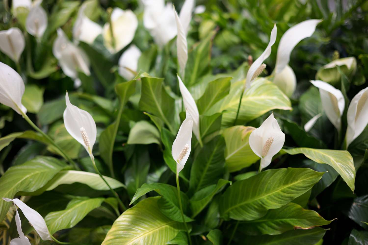 A close up of indoor houseplants featuring white lilies with green leaves.