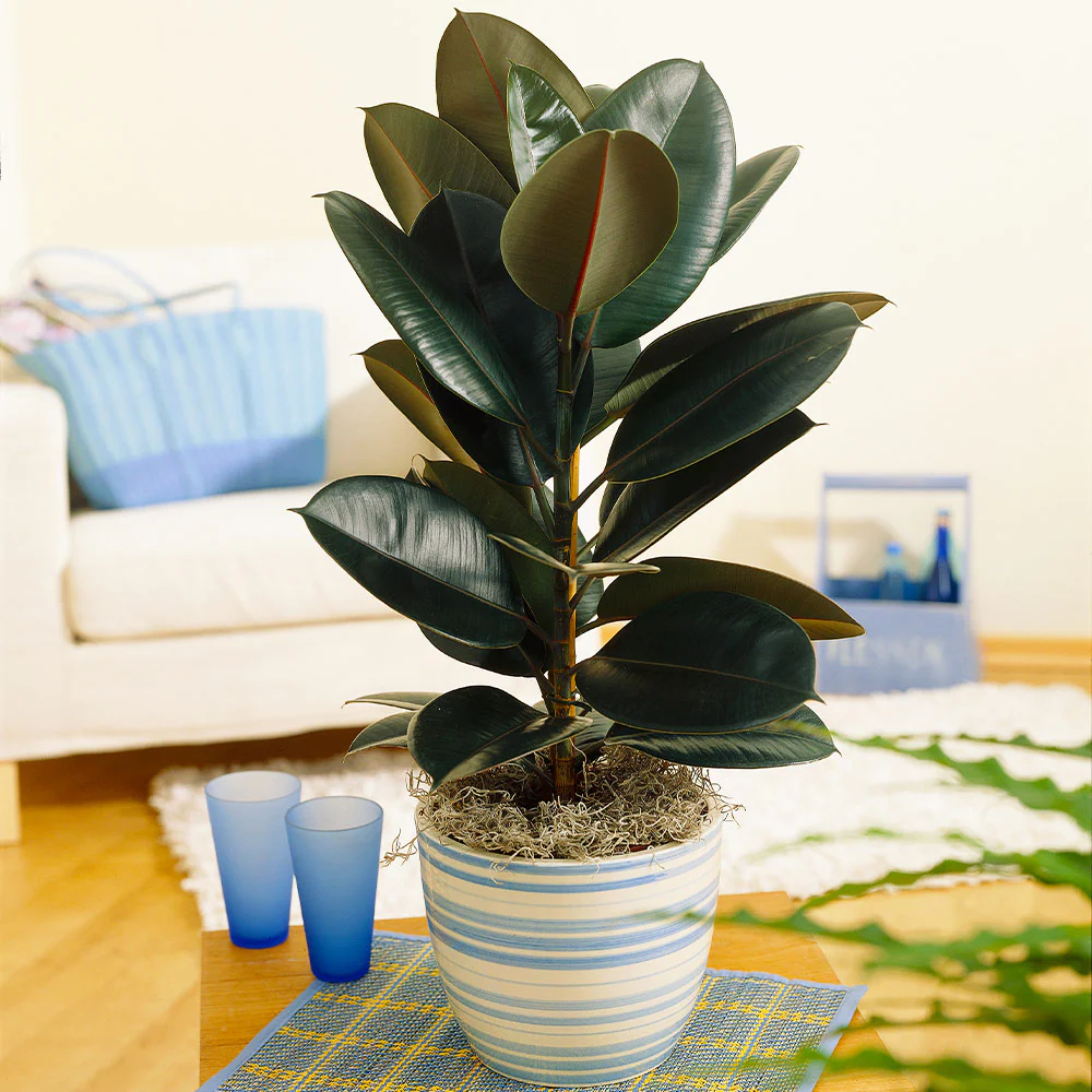 A potted plant in a living room that purifies the air.