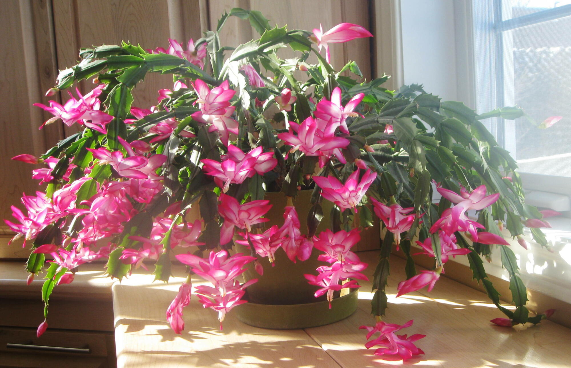 A pink cactus plant on a kitchen counter, Air-Purifying Houseplants.