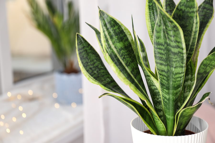 A snake plant in a white pot on a window sill that purifies the air.