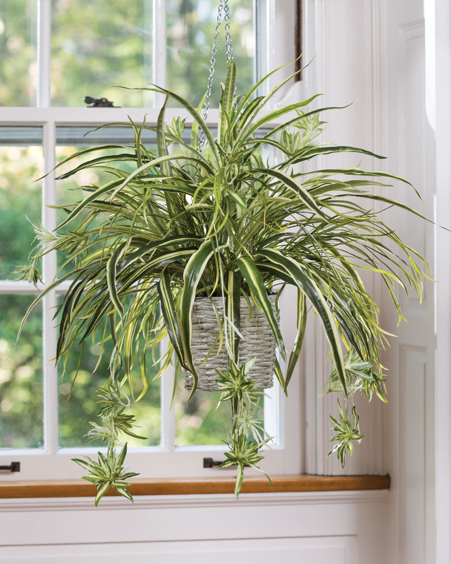 An air-purifying hanging plant in front of a window.