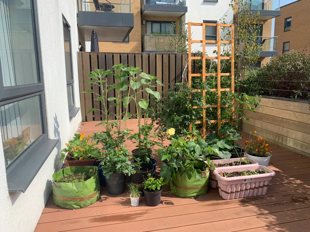 Urban balcony garden with potted plants and vegetables.